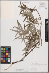Foto von Salix eleagnos subsp. eleagnos Scop.